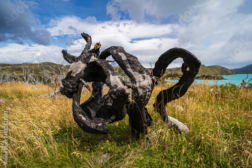 Artisticly charred tree in the wilderness of Patagonia photo