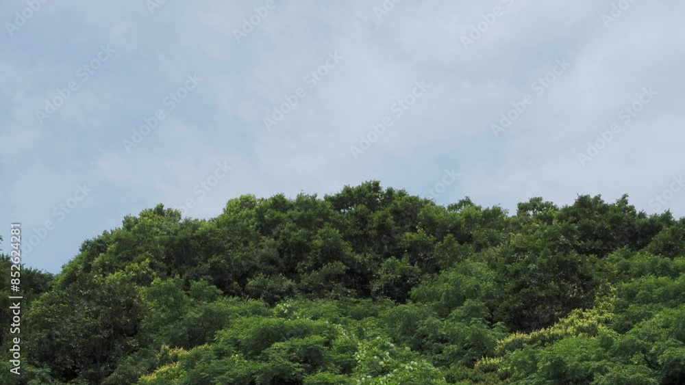 新緑の植物に覆われた夏の高尾山 新緑の植物に覆われた夏の高尾山