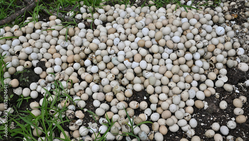 Pheasant eggs pile damaged on the ground