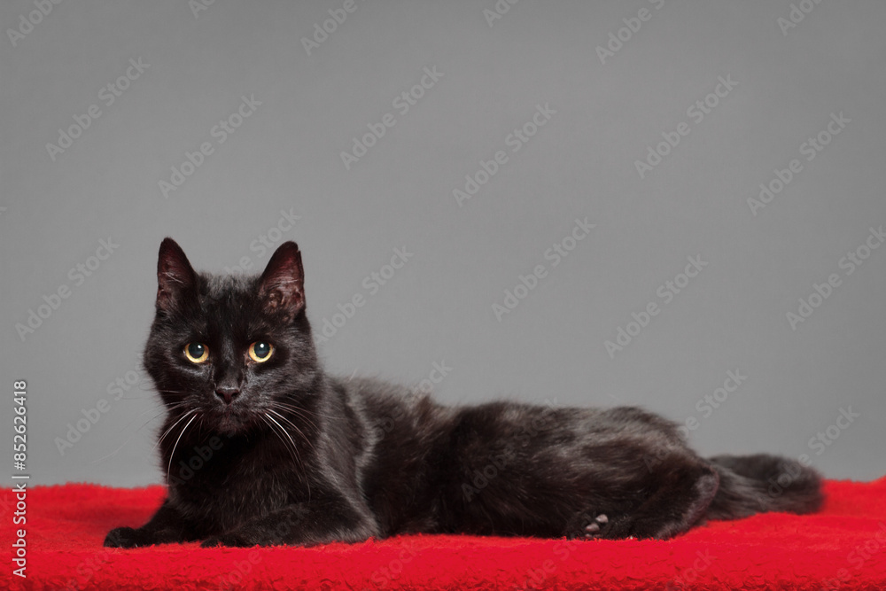 a black cat lying on a red rug on a grey background in the studio a black cat lying on a red rug on a grey background in the studio