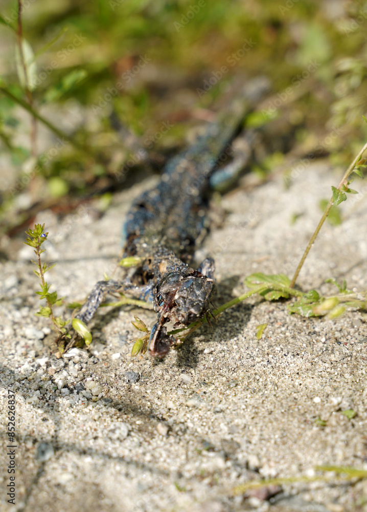 Green lizard dead on the road Green lizard dead on the road