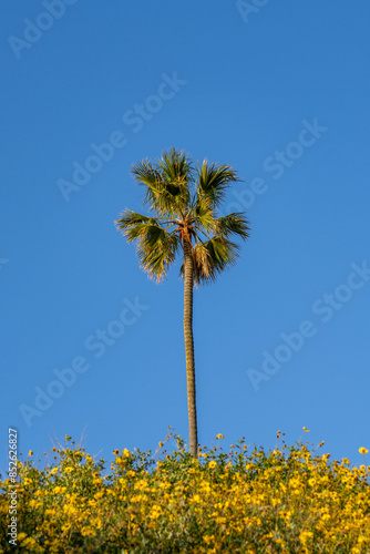 Encelia californica，flowering plant in the family Washingtonia robusta, Mexican fan palm, Mexican washingtonia, or skyduster.   Encelia californica，flowering plant in the family Asteraceae，California  photo