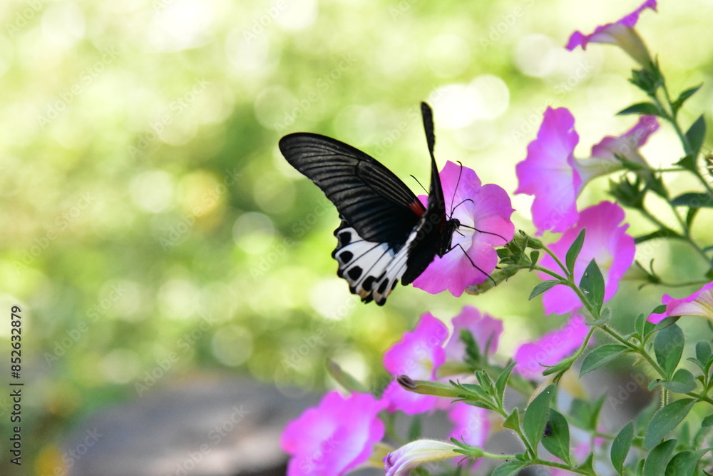 Colorful butterfly feeding on a pink flower in a garden Colorful butterfly feeding on a pink flower in a garden