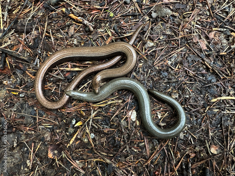 Obraz premium Two snakes slowworm on a field path