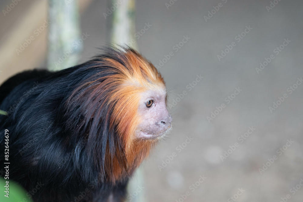 A Portrait of Golden Headed Lion Tamarin A Portrait of Golden Headed Lion Tamarin