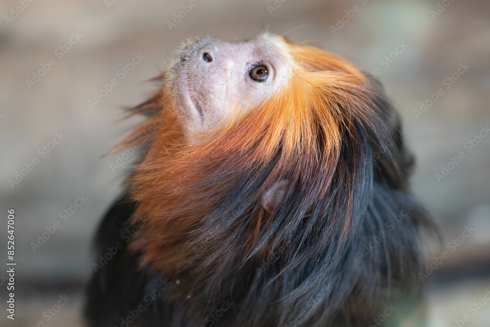 Fototapeta premium A Portrait of Golden Headed Lion Tamarin