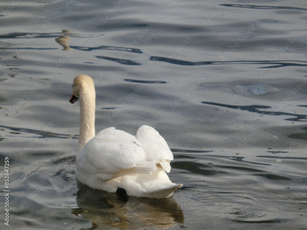 A majestic swan, its feathers catching the sunlight, preened on the still water. A majestic swan, its feathers catching the sunlight, preened on the still water.