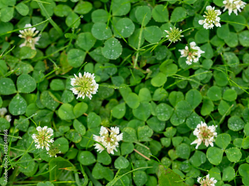 albania, announcement message, artificial, austria, background, backgrounds, banner - sign, belgium, championship, competition, copy space, croatia, cup, denmark, design, england, euro 2024, field, fl