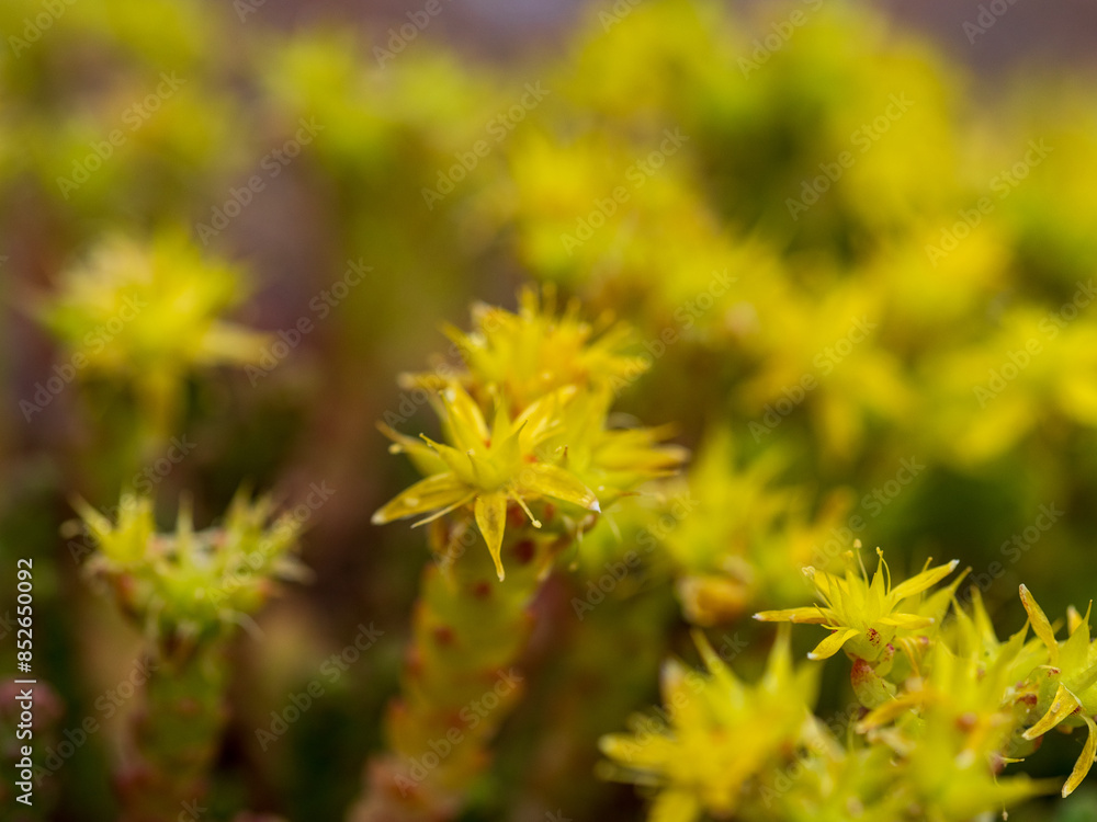banner Natural floral background. Beautiful field of yellow wildflowers banner Natural floral background. Beautiful field of yellow wildflowers