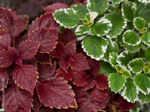 Red tulip flower, macro photo with selective soft focus