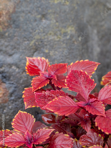 Red tulip flower, macro photo with selective soft focus