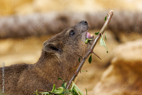 Rock hyrax, Procavia capensis, also called dassie, Cape hyrax, rock rabbit, and coney, is a medium-sized terrestrial mammal native to Africa and the Middle East.