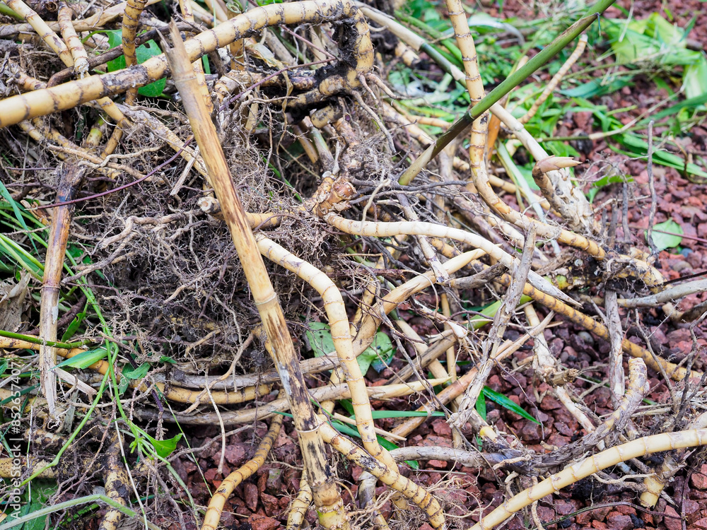 Intertwined bamboo roots with green foliage and soil, highlighting a complex natural root patterns Intertwined bamboo roots with green foliage and soil, highlighting a complex natural root patterns