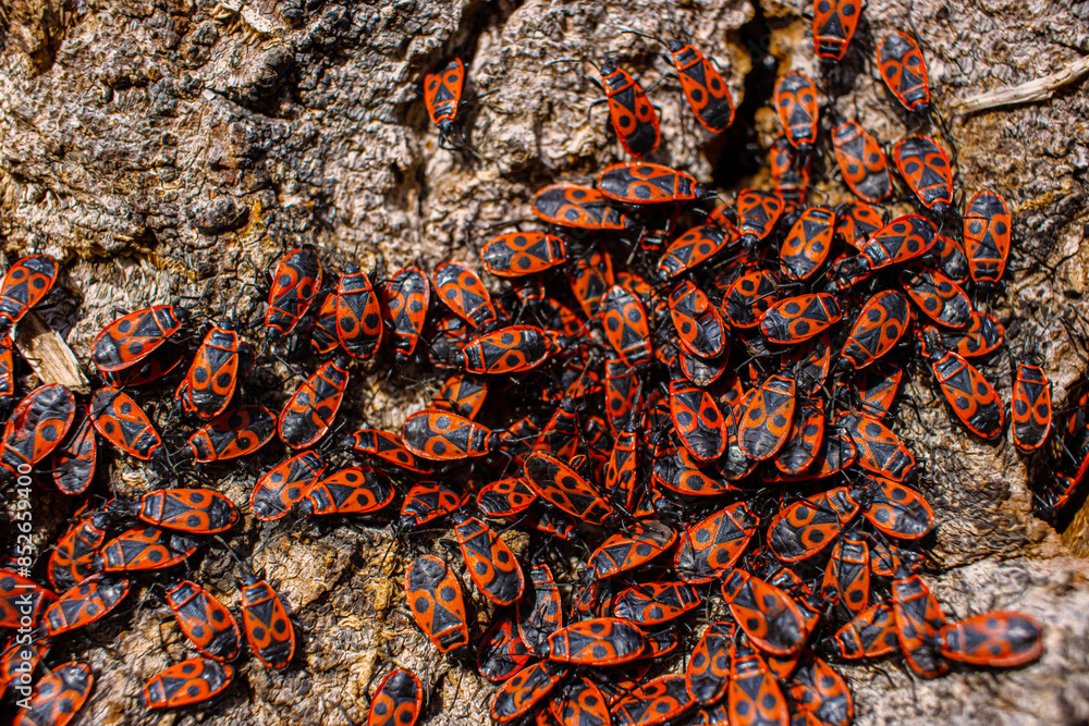 The firebug Pyrrhocoris apterus. Common insect of the family Pyrrhocoridae. Aggregation behavior of the big group of firebugs on the tree bark. Nature backgroun. Top view. Close up. Selective focus The firebug Pyrrhocoris apterus. Common insect of the family Pyrrhocoridae. Aggregation behavior of the big group of firebugs on the tree bark. Nature backgroun. Top view. Close up. Selective focus