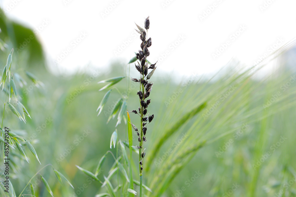 Semiloose smut of oats, disease of oats caused by plant pathogen Ustilago avenae. An ear filled with spores in a crop field. Semiloose smut of oats, disease of oats caused by plant pathogen Ustilago avenae. An ear filled with spores in a crop field.