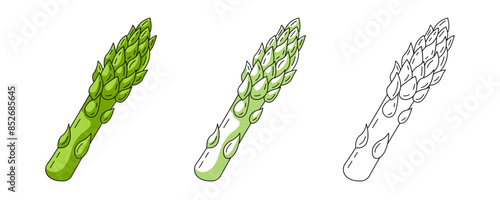 Asparagus, colorful and line icons set. Farm vegetable greens, vector outline icon, monochrome and color. Healthy nutrition, organic food, vegetarian product. For logo, coloring book, sticker, menu
