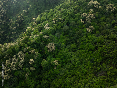 Aerial view of green forest with  flowering castanopsis fissa trees in spring photo