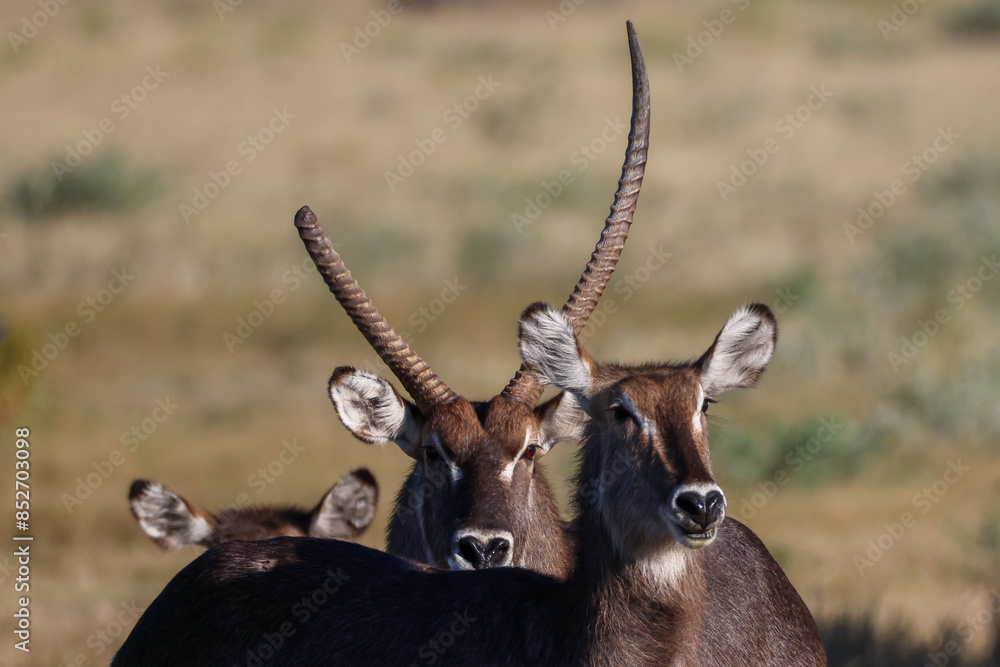a group of waterbuck antelops in the savannah of Namibia a group of waterbuck antelops in the savannah of Namibia