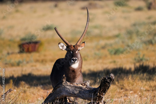 Canvas Print a male waterbuck antelope with one broken horn
