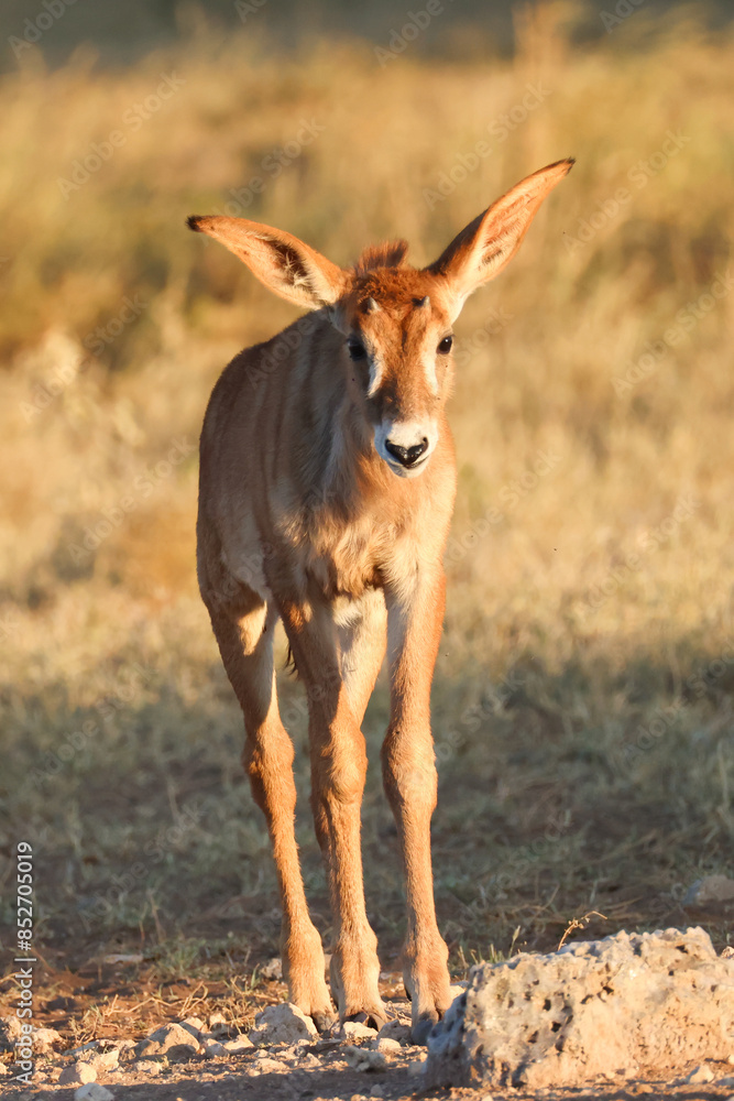 kudu antelope calf in the savannah of Namibia kudu antelope calf in the savannah of Namibia