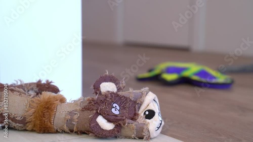 Close-up of dachshund dog in blue T-shirt walking through apartment, sniffing toys scattered on floor, casually poking his nose Spoiled pet is looking for gift, following trail tired of old shabby toy photo