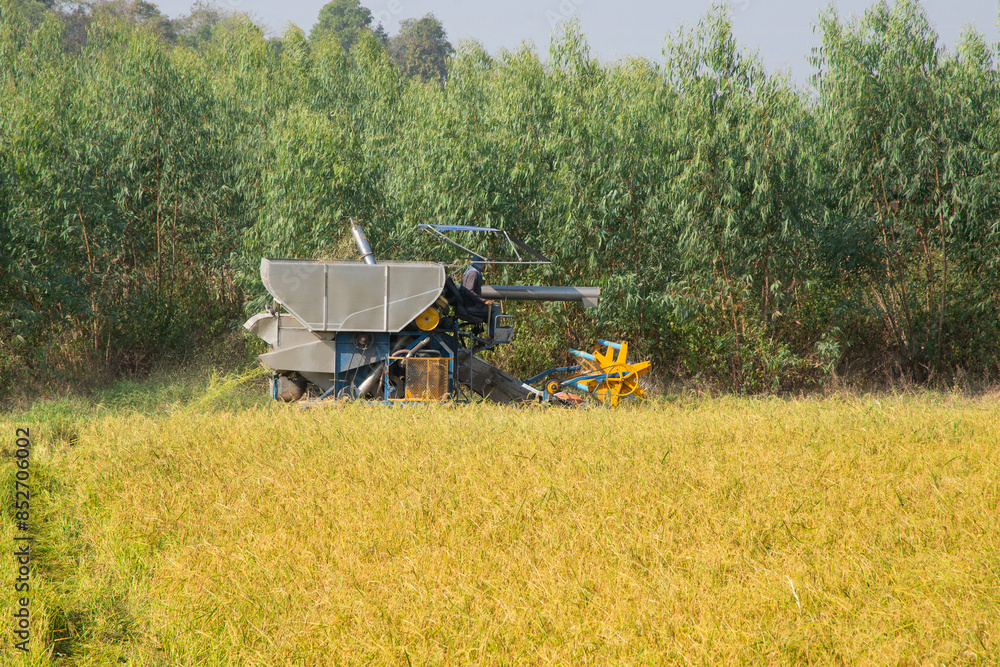 Farmers are harvesting rice using a combine harvester. Farmers are harvesting rice using a combine harvester.