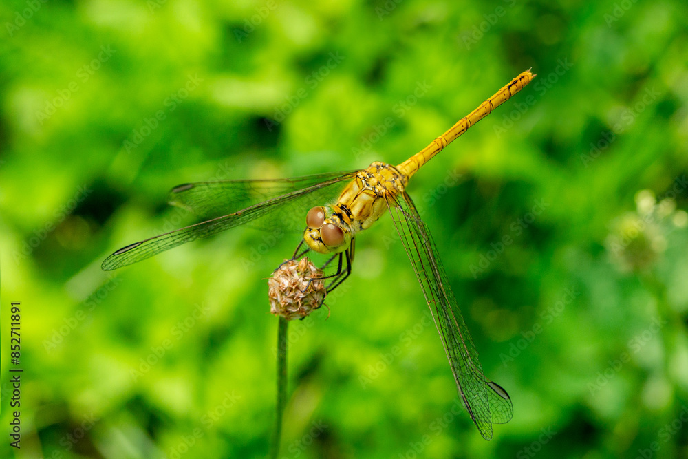 Close up of a female southern darter dragonfly (Sympetrum meridionale) balancing in the air Close up of a female southern darter dragonfly (Sympetrum meridionale) balancing in the air