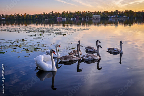 Fototapeta Naklejka Na Ścianę i Meble -  Wild swans in the golden light of sunset.