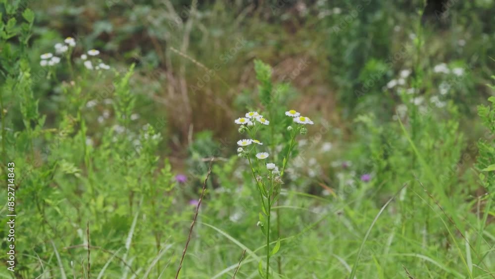 山に咲くヒメジョオンの花 山に咲くヒメジョオンの花