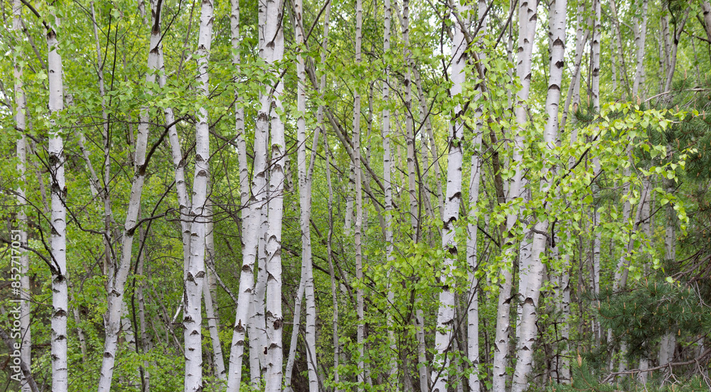Fototapeta premium Birch trees (Betula, Betulaceae) forest. Beautiful landscape with white textured barks and green leaves in the forest dark shadows. Natural scene in the woods. Greenery in spring outdoor in nature.