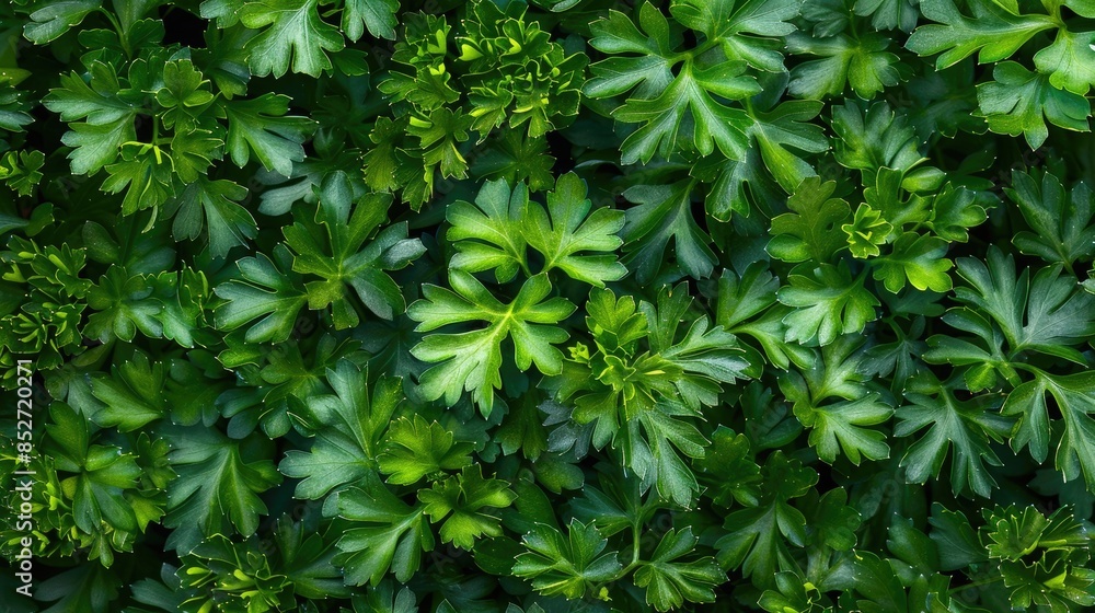Background of fresh parsley image Background of fresh parsley image