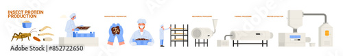 Insect and bug protein food production in industry, manufacturing stages set. Preparation of raw material by workers, automation processing line of protein extraction cartoon vector illustration