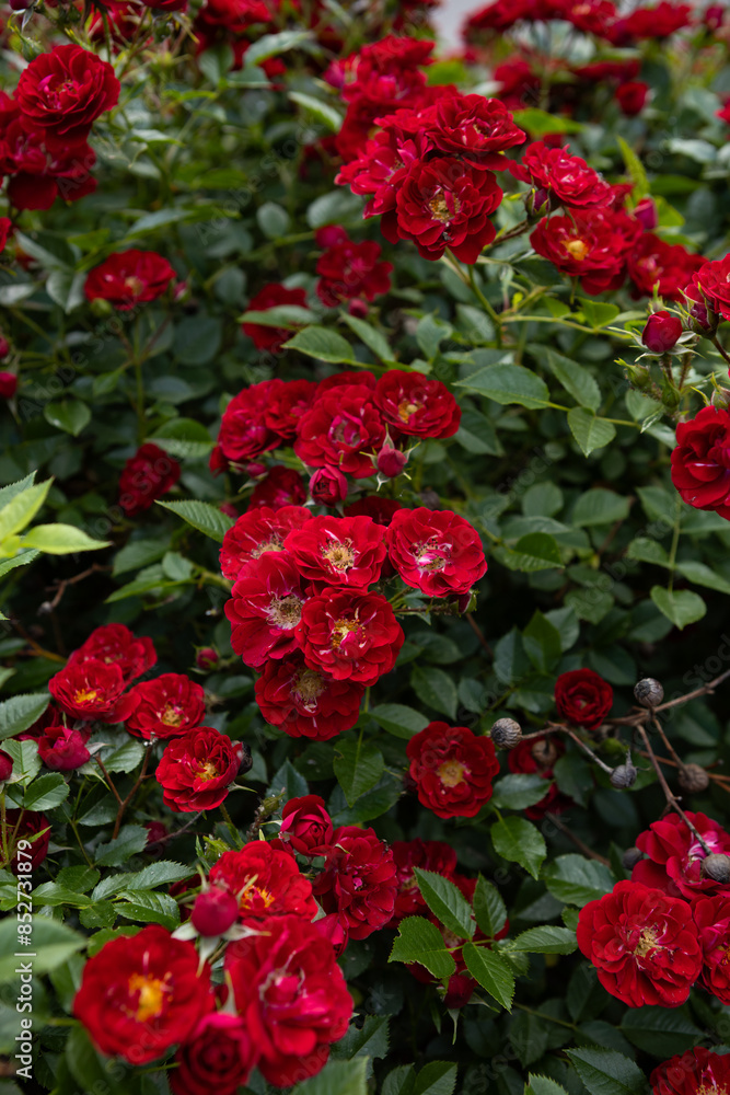 red small rose blooming flowers on a bush summer nature background red small rose blooming flowers on a bush summer nature background
