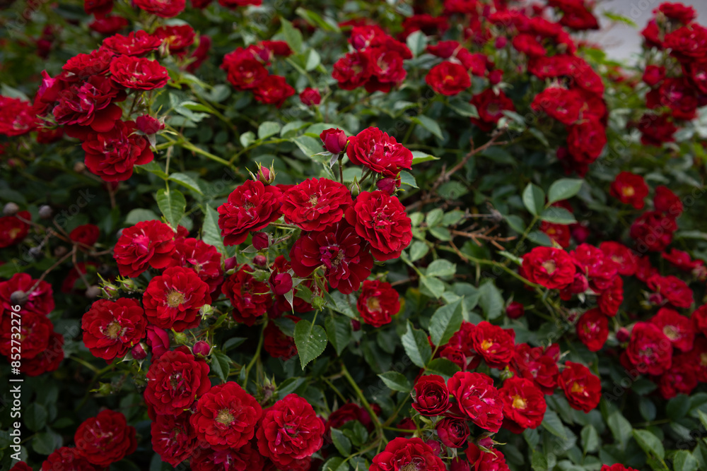 Naklejka premium red small rose blooming flowers on a bush summer nature