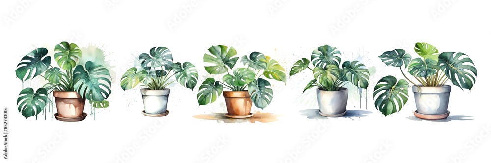 Watercolor Monstera: Tropical Houseplant Illustration (Isolated) Watercolor Monstera: Tropical Houseplant Illustration (Isolated)