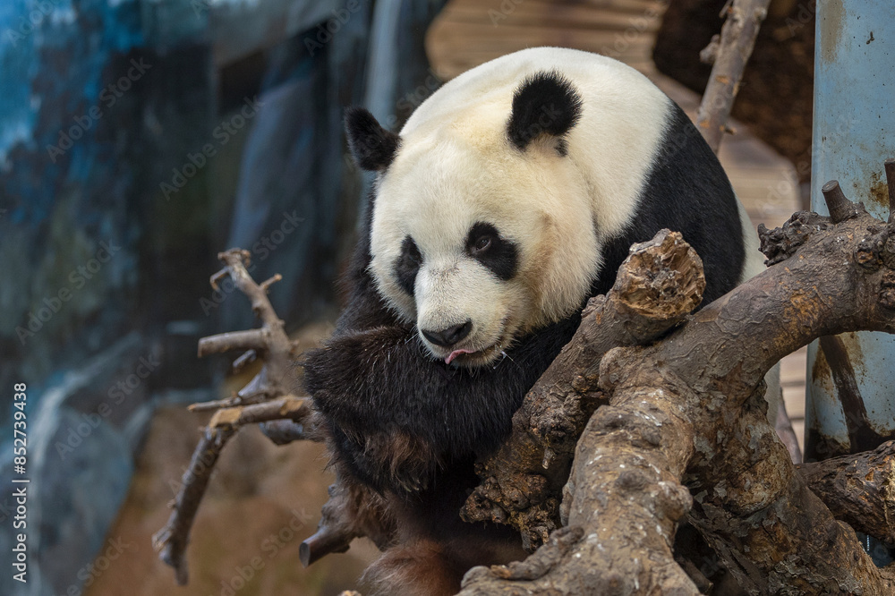 Fototapeta premium Lazy giant panda sticks its tongue out.