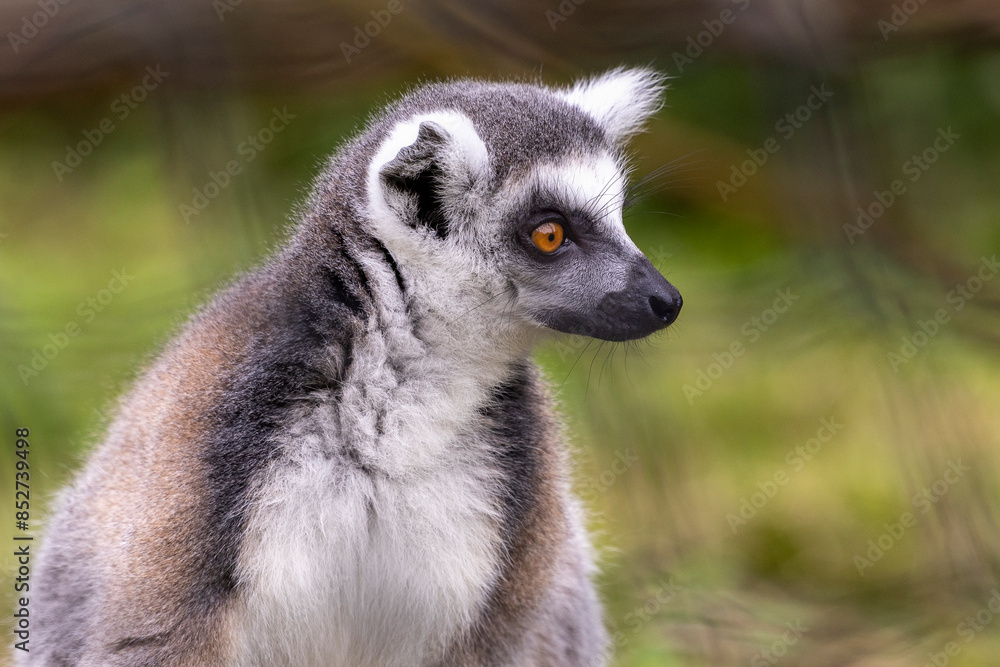 Fototapeta premium The ring-tailed lemur looks very surprised.