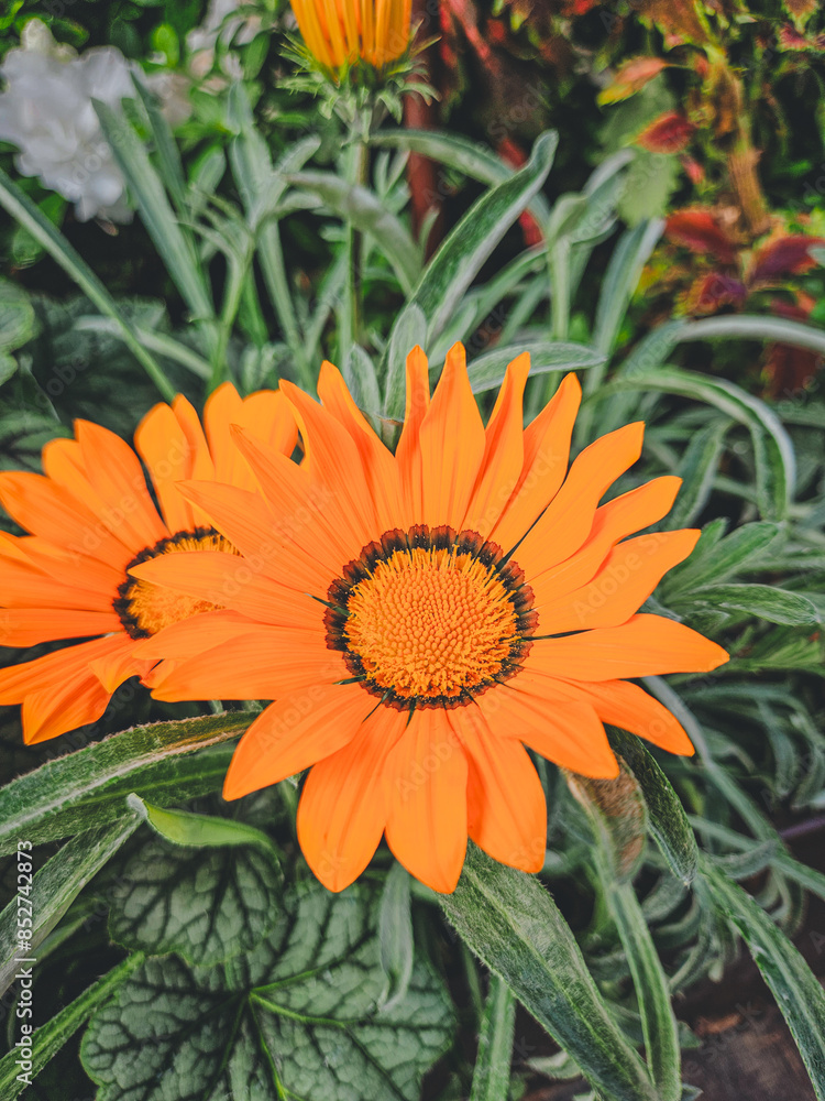 Close-up of Orange Flower Surrounded by Leaves in a Garden Close-up of Orange Flower Surrounded by Leaves in a Garden
