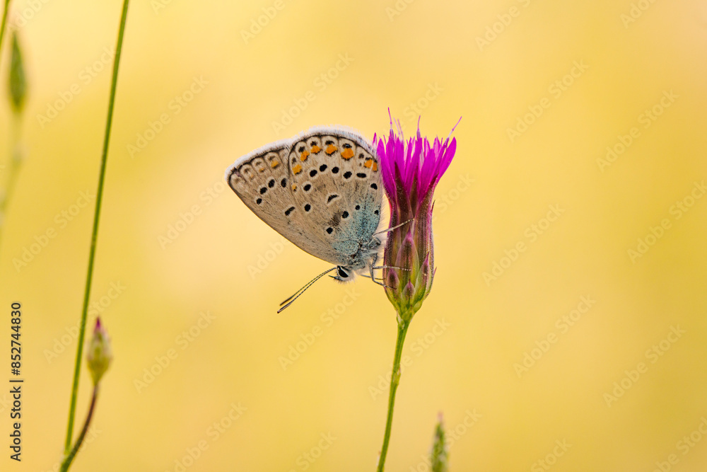 custom made wallpaper toronto digitalMacro shots, Beautiful nature scene. Closeup beautiful butterfly sitting on the flower in a summer garden.

