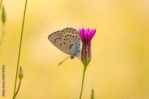 Wallpaper Mural Macro shots, Beautiful nature scene. Closeup beautiful butterfly sitting on the flower in a summer garden.

 Torontodigital.ca