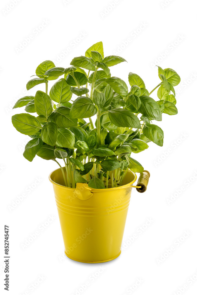 Basil plant with green leaves in yellow tin bucket like pot isolated . Basil plant with green leaves in yellow tin bucket like pot isolated .