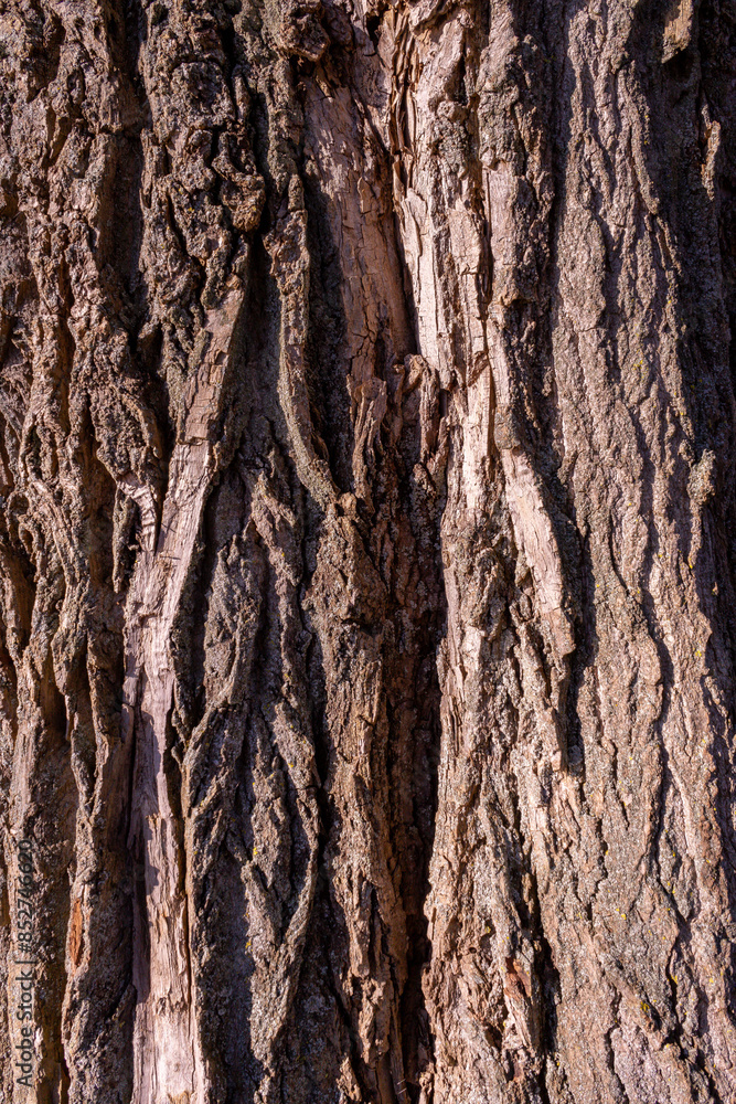 tree bark background texture structure tree bark background texture structure