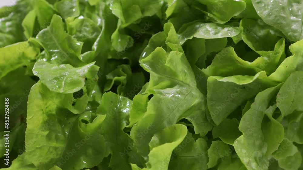harvest of green lettuce leaves close up organic food above harvest of green lettuce leaves close up organic food above