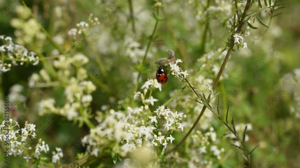 Close-up of the ladybird beetle on the white bedstraw Close-up of the ladybird beetle on the white bedstraw