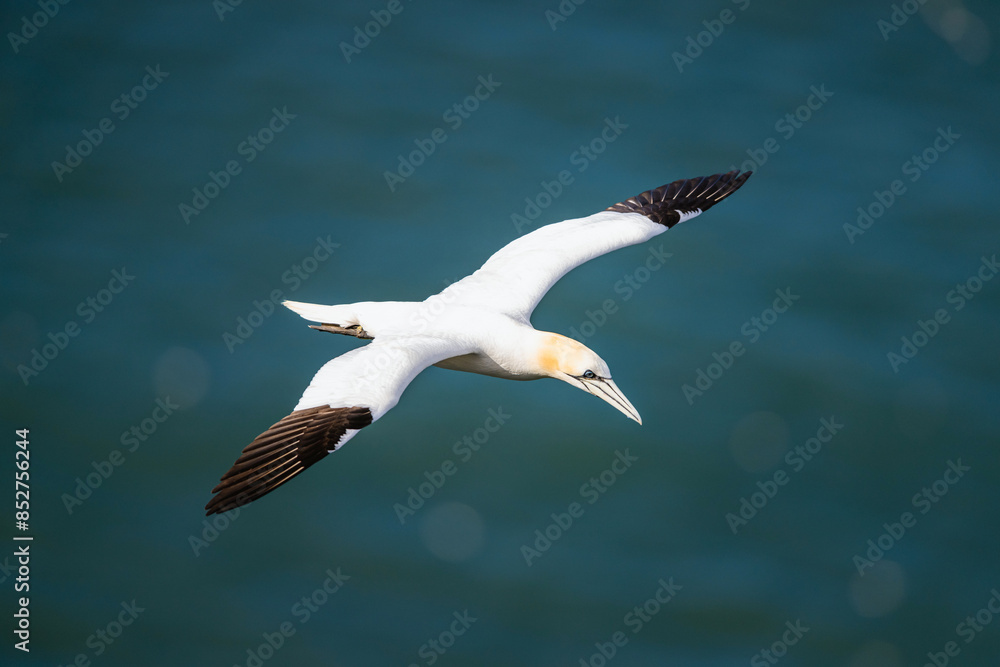 Obraz premium Northern Gannet, Morus bassanus, birds in flight over cliffs, Bempton Cliffs, North Yorkshire, England