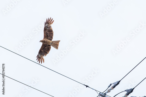 飛翔する美しいトビ（タカ科）。
日本国神奈川県三浦市荒井浜。
2024年6月撮影。
Beautiful Black Kite (Milvus migrans) in flight.
 photo