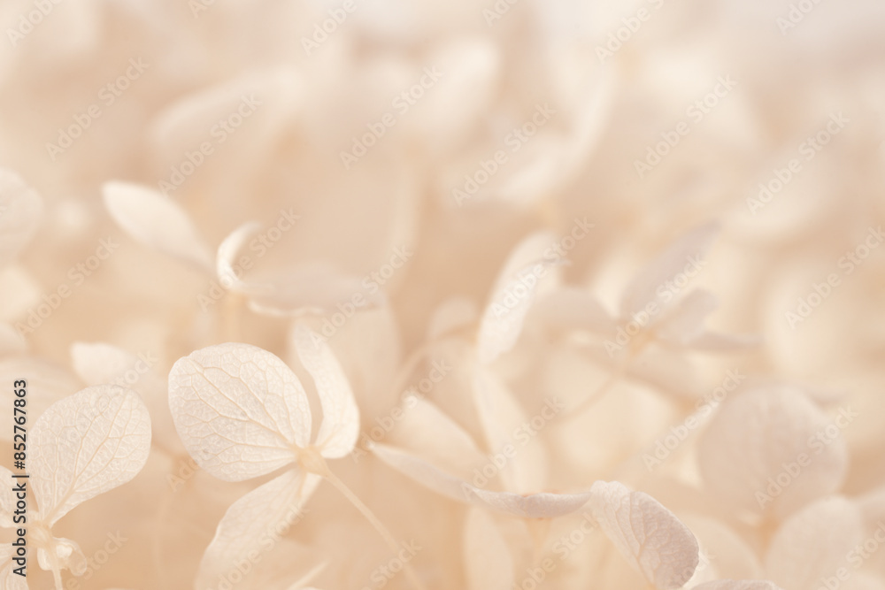 Obraz premium Hortensia blooming white beige fresh flowers romantic floral wallpaper macro