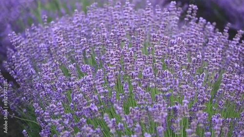 Field of lavender in the sunset light. Background with golden light. Purple lavender.