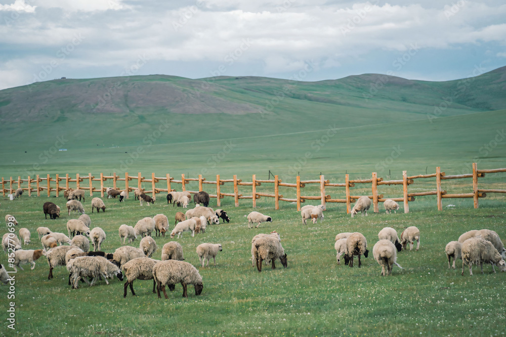 Fototapeta premium Sheep Grazing Near Wooden Fence