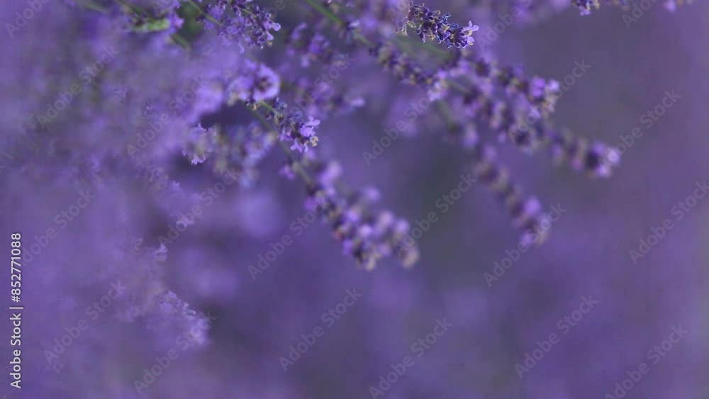 Field of lavender in the sunset light. Background with golden light. Purple lavender. Field of lavender in the sunset light. Background with golden light. Purple lavender.